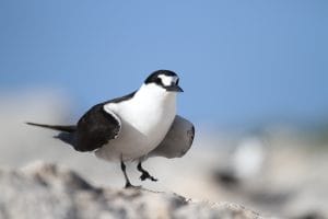 La Biodiversité Des îles Eparses Terres Australes Et