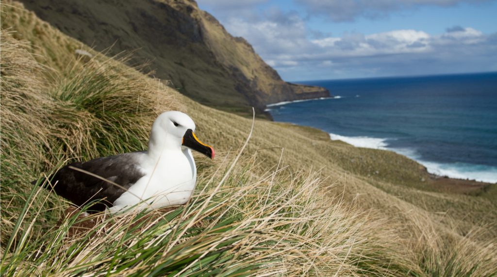 La réserve naturelle nationale des Terres australes françaises fête ses