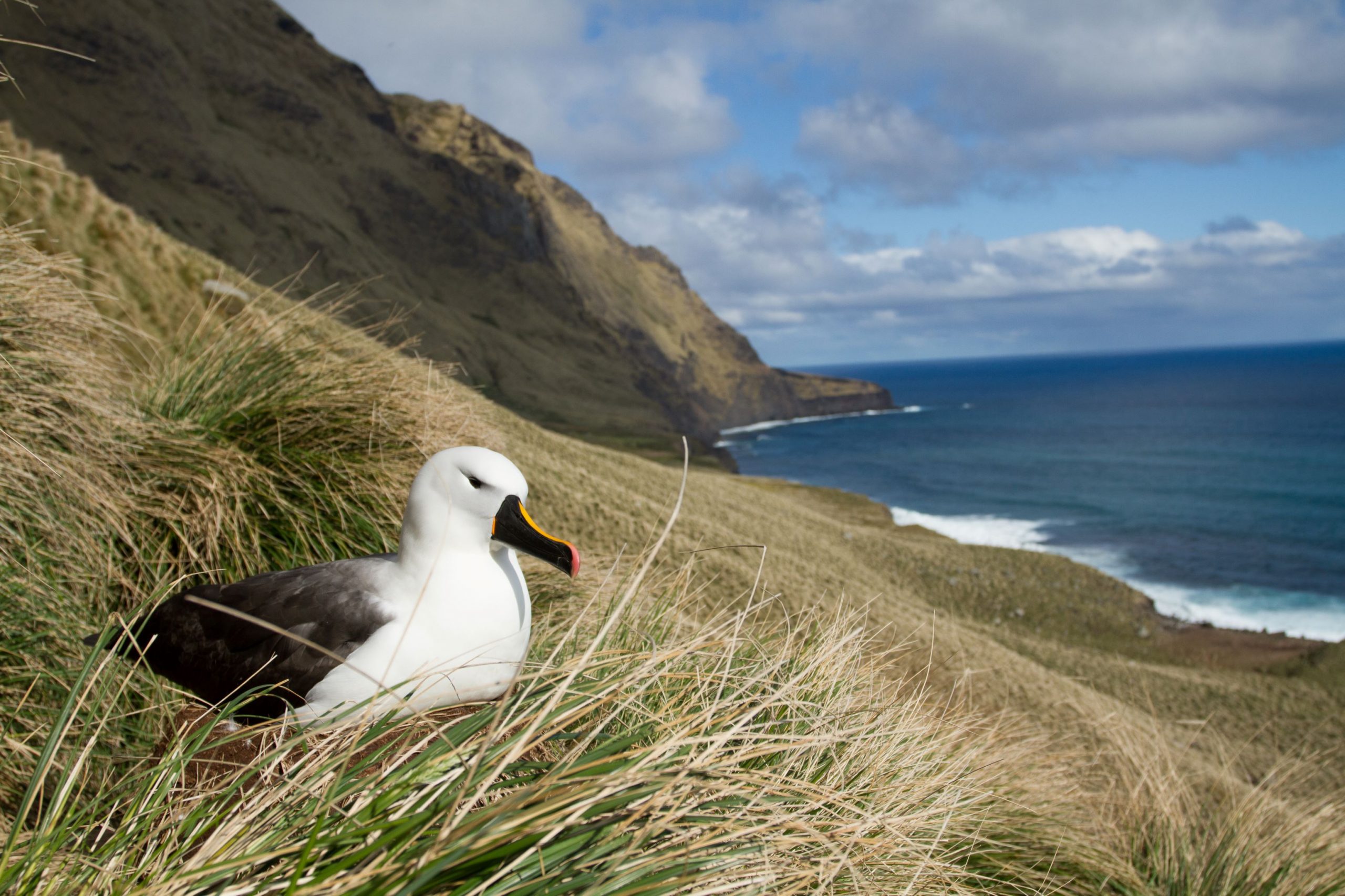 Les TAAF célèbrent la journée mondiale des albatros Terres australes