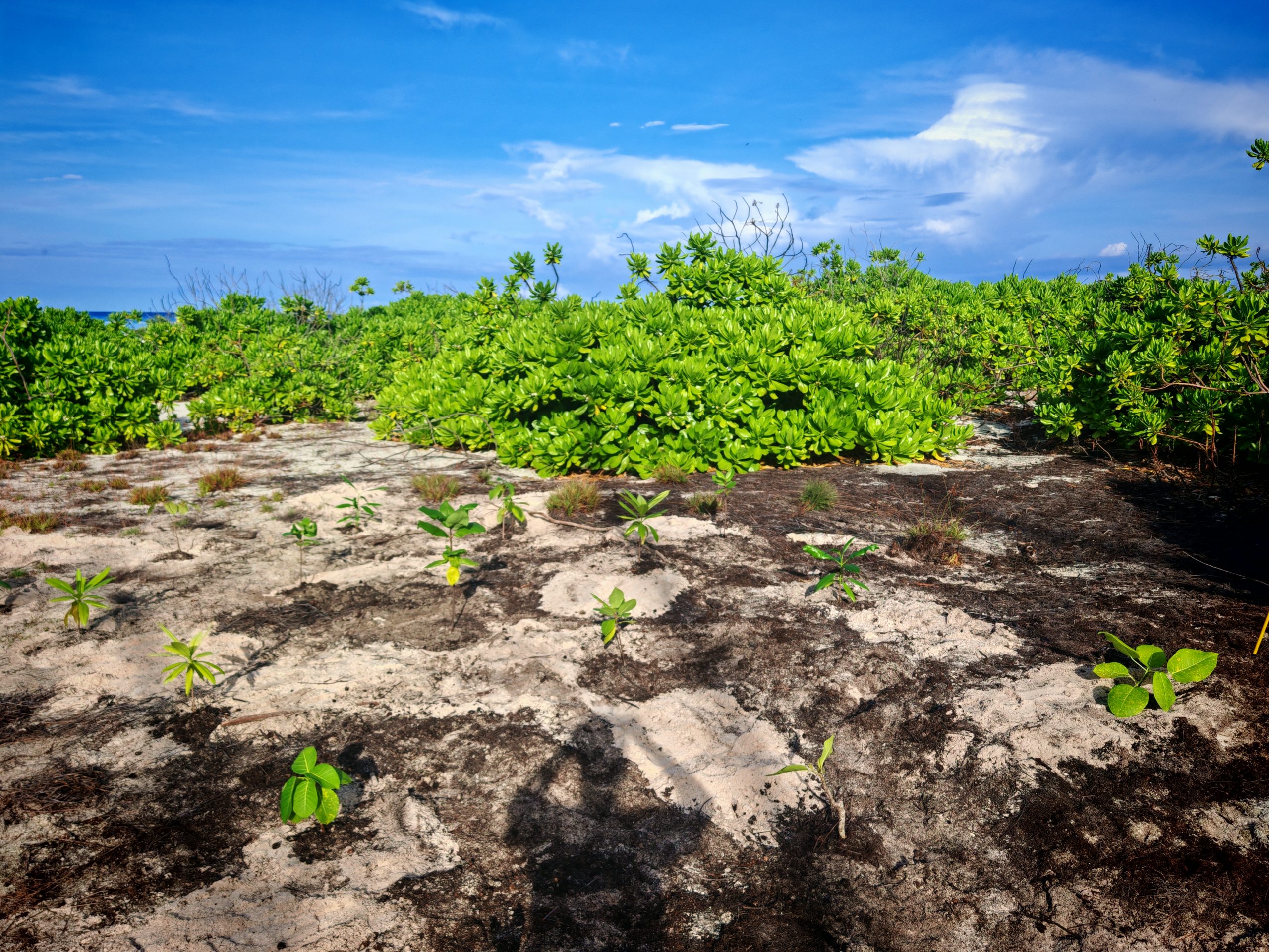 AUX GLORIEUSES, LA PÉPINIÈRE AU CŒUR DES ACTIONS DE RESTAURATION ...