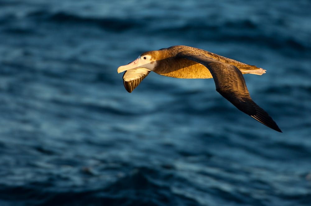 Le plan d'action pour la conservation l'albatros d'Amsterdam